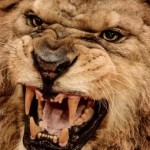 men's ultimate pms survival guide