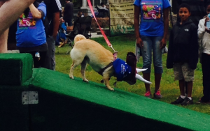 houston humane dog costume